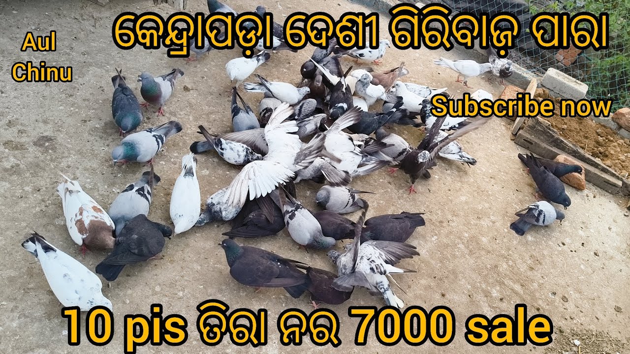 କେନ୍ଦ୍ରାପଡ଼ା ଦେଶୀ ଗିରିବାଜ଼ ପାରା ତିରାନର  all ଦେଶୀ ପାରା //no sale kendrapara desi giribaz kabutar 🕊️💞