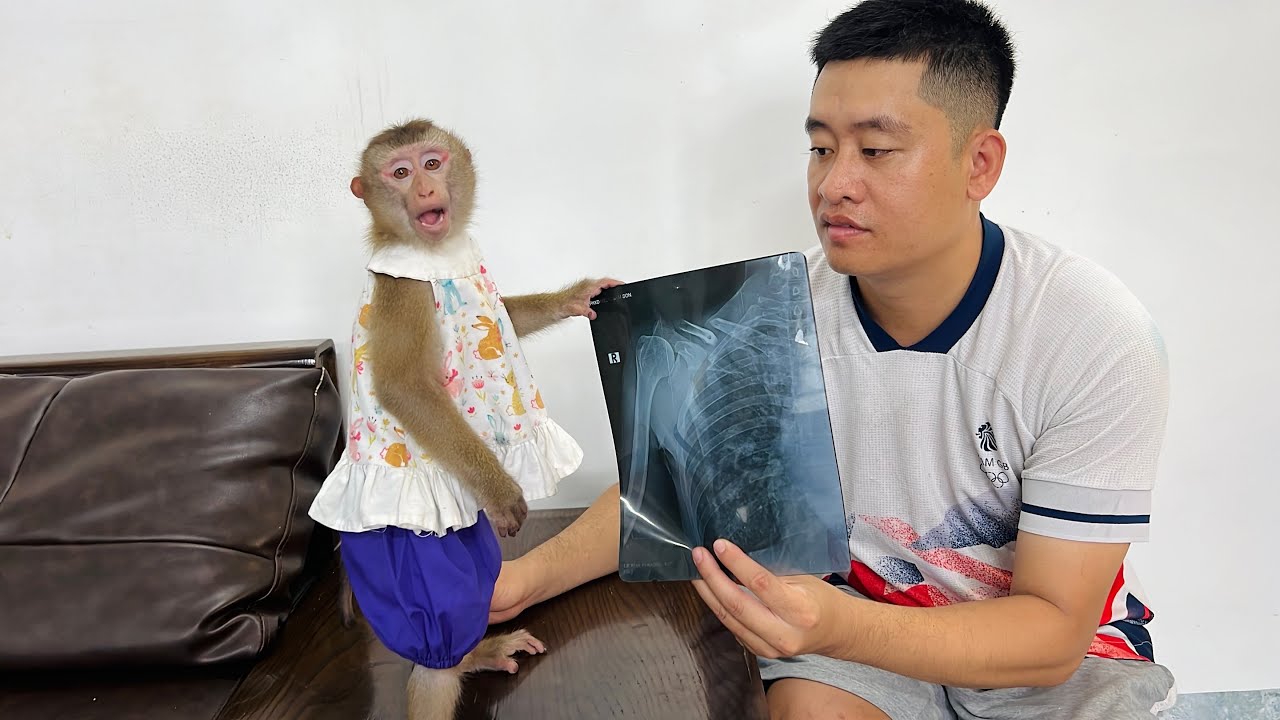 Uncle Tuan showed monkey Tina the X-ray of his father's broken arm, making Tina worried.