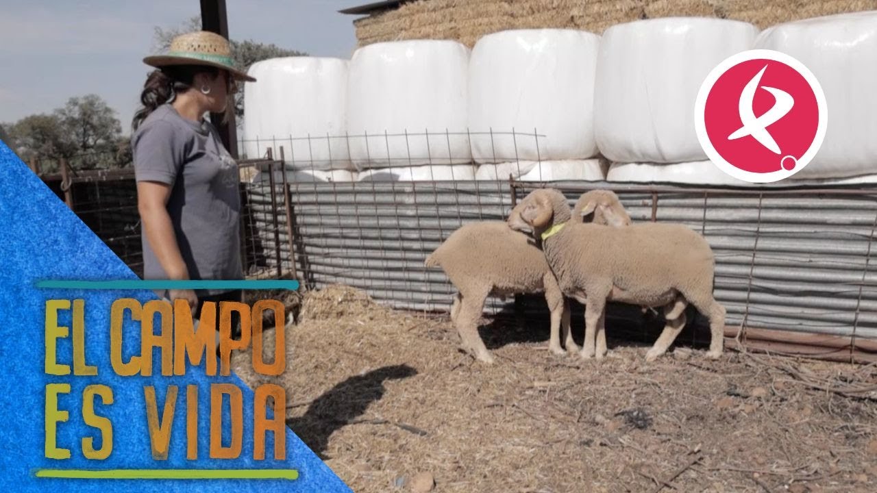 Tras varios meses, los carneros de Chabeli vuelven del CENSYRA | El campo es vida