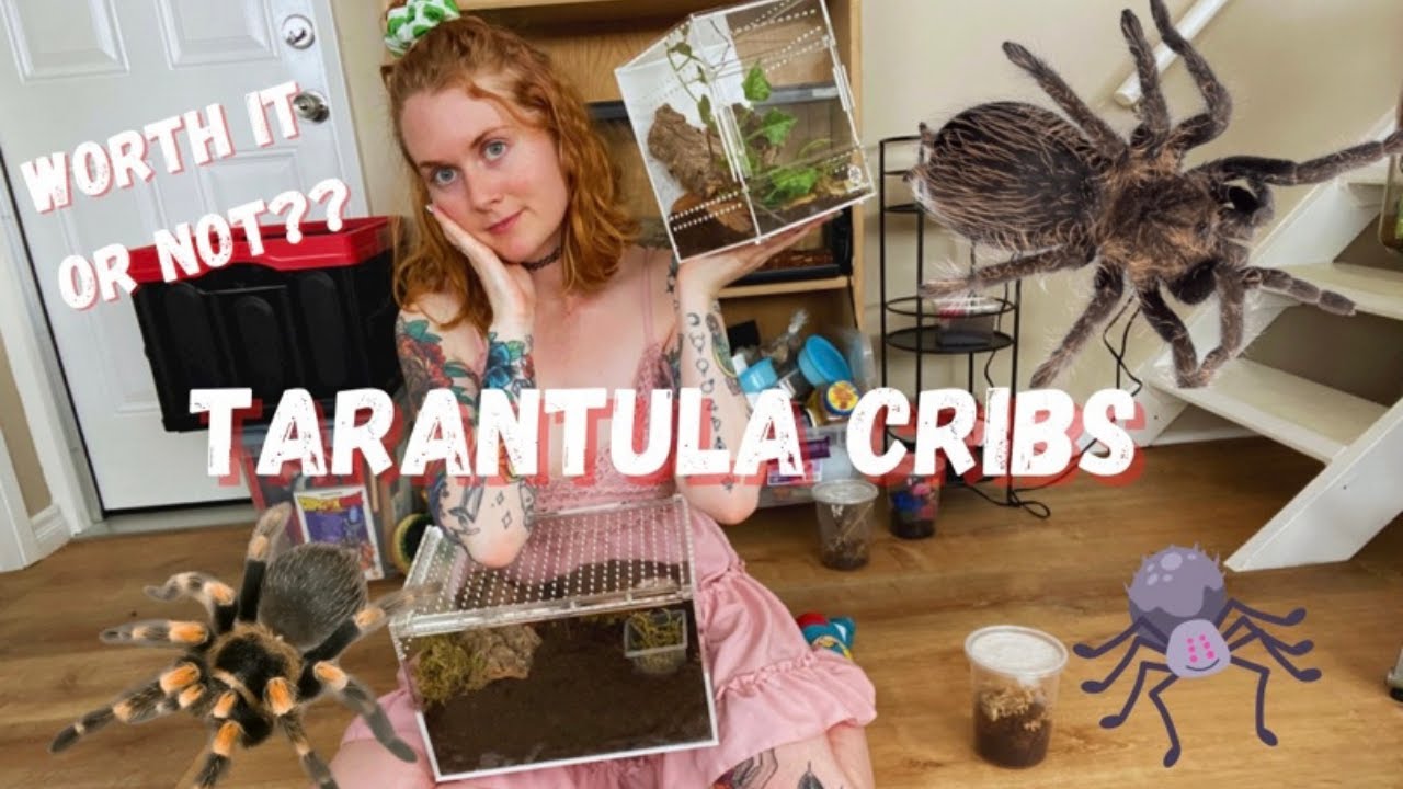 Trying Out Tarantula Cribs! Is it Worth it?!
