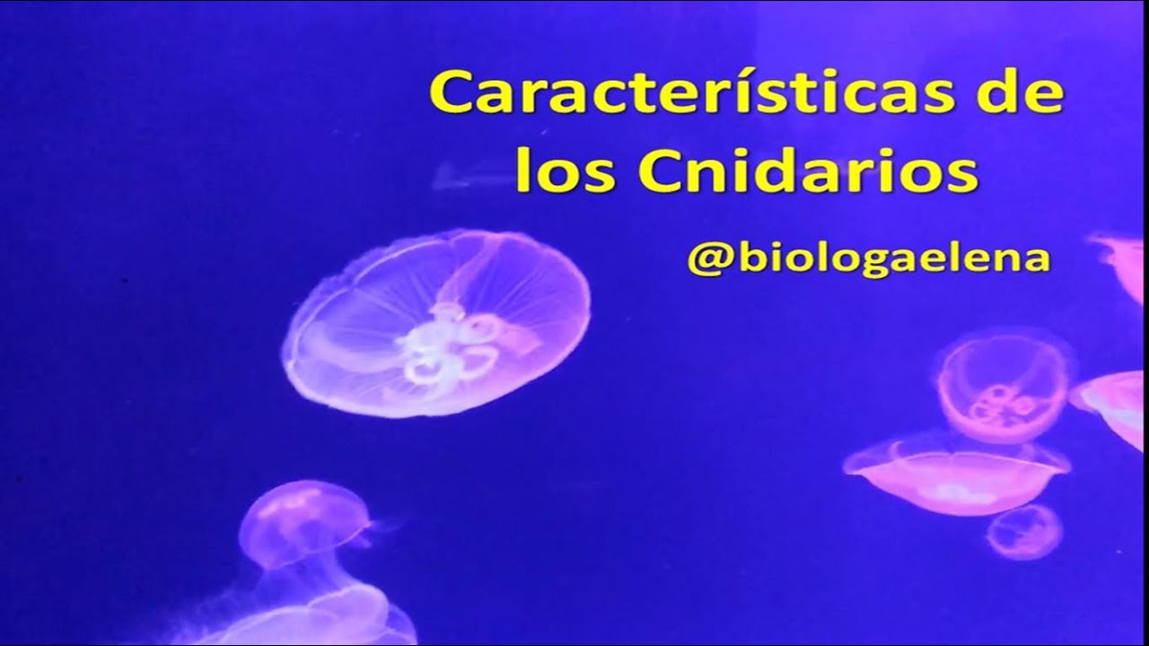 Características de los Cnidarios - Reino Animal