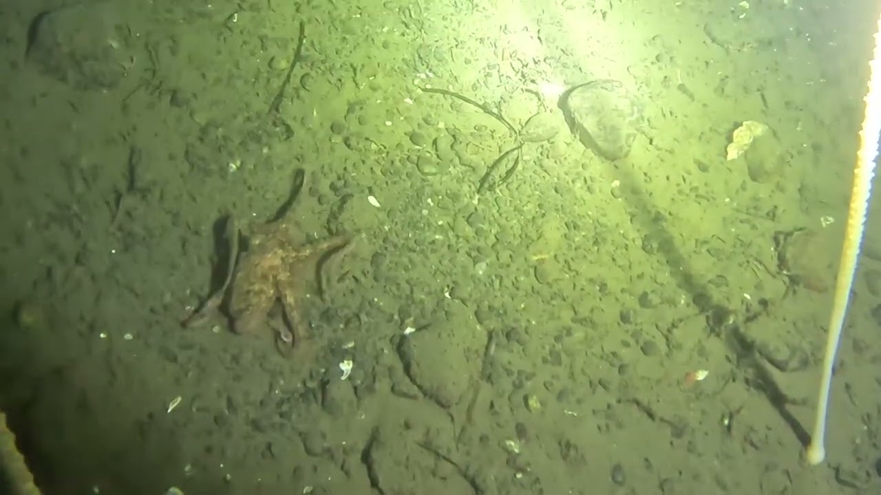 Aliens of the deep off Washington, 170’ rebreather class 