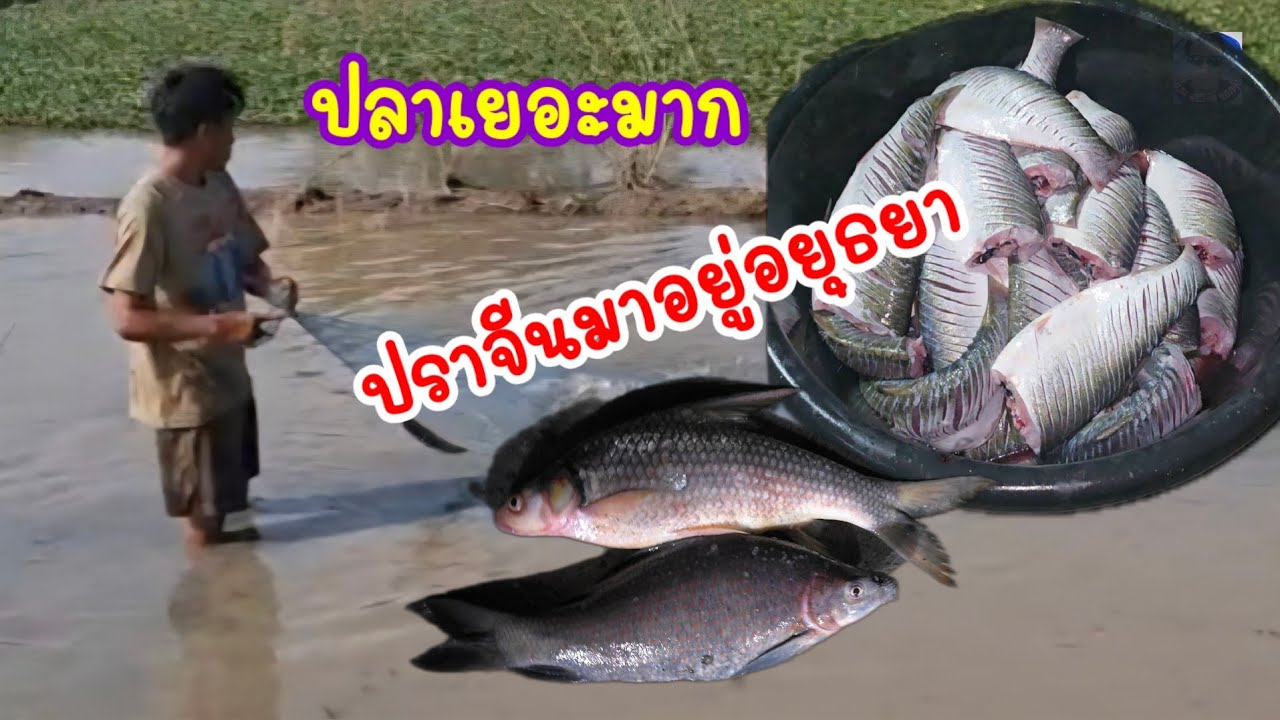 ปลาเยอะมาก@นิยม ชมทุ่ง