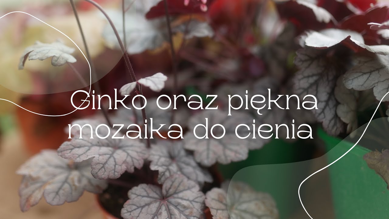 Ginko oraz jak komponować piękne mozaiki z różnych faktur liści do cienia