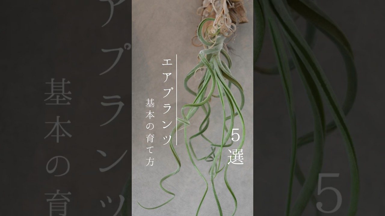 【誰でも簡単】エアプランツの上手な育て方！基本編！#観葉植物 #観葉植物初心者 #観葉植物のある暮らし #観葉植物育て方 #エアプランツ #チランジア #観葉植物の育て方