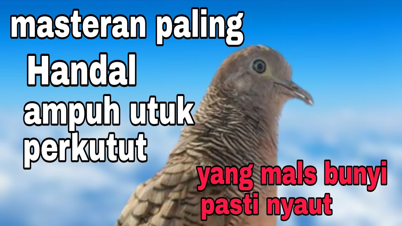 Perkutut lokal gacor masteran paling handal ampuh utuk perkutut yang males bunyi pasti nyaut