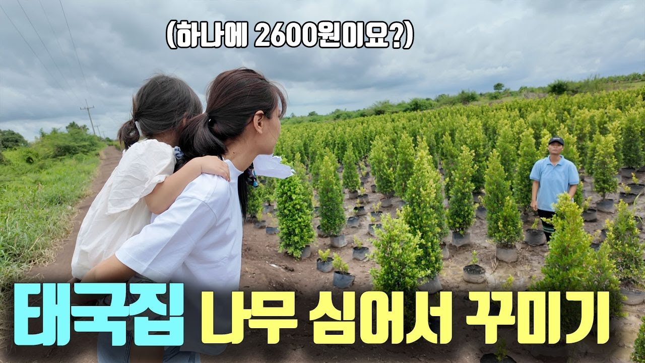 태국 단독 주택에 조경용 나무 심기! 정말 싸다..