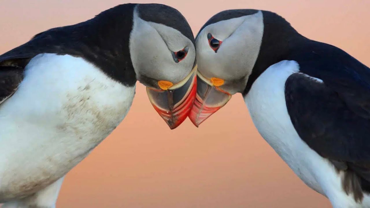 Lovey-dovey Puffins at Skomer Island.  