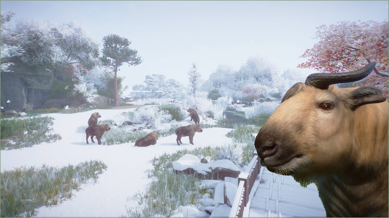 🐂Takin habitat in the mountain | Quaco Zoo | Planet Zoo | speedbuild 🌻