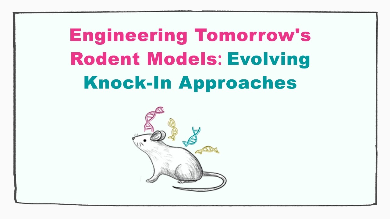 Engineering Tomorrow's Rodent Models: Evolving Knock-In Approaches