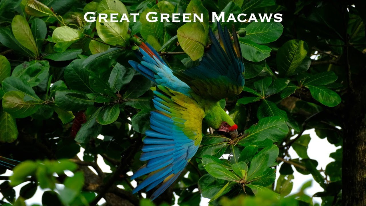 Great Green Macaws
