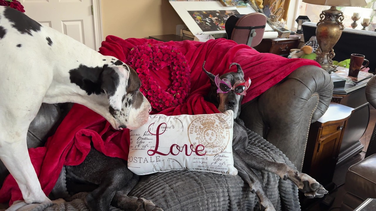 Funny Pillow Loving Great Dane Swipes Love Pillow From Sister Dog's Photo Shoot - Sharing is Caring