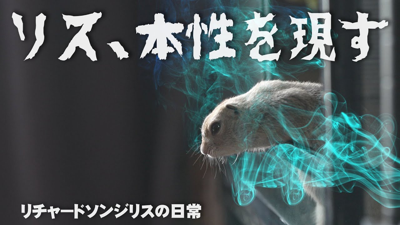 ニュータイプのリス【リチャードソンジリス】