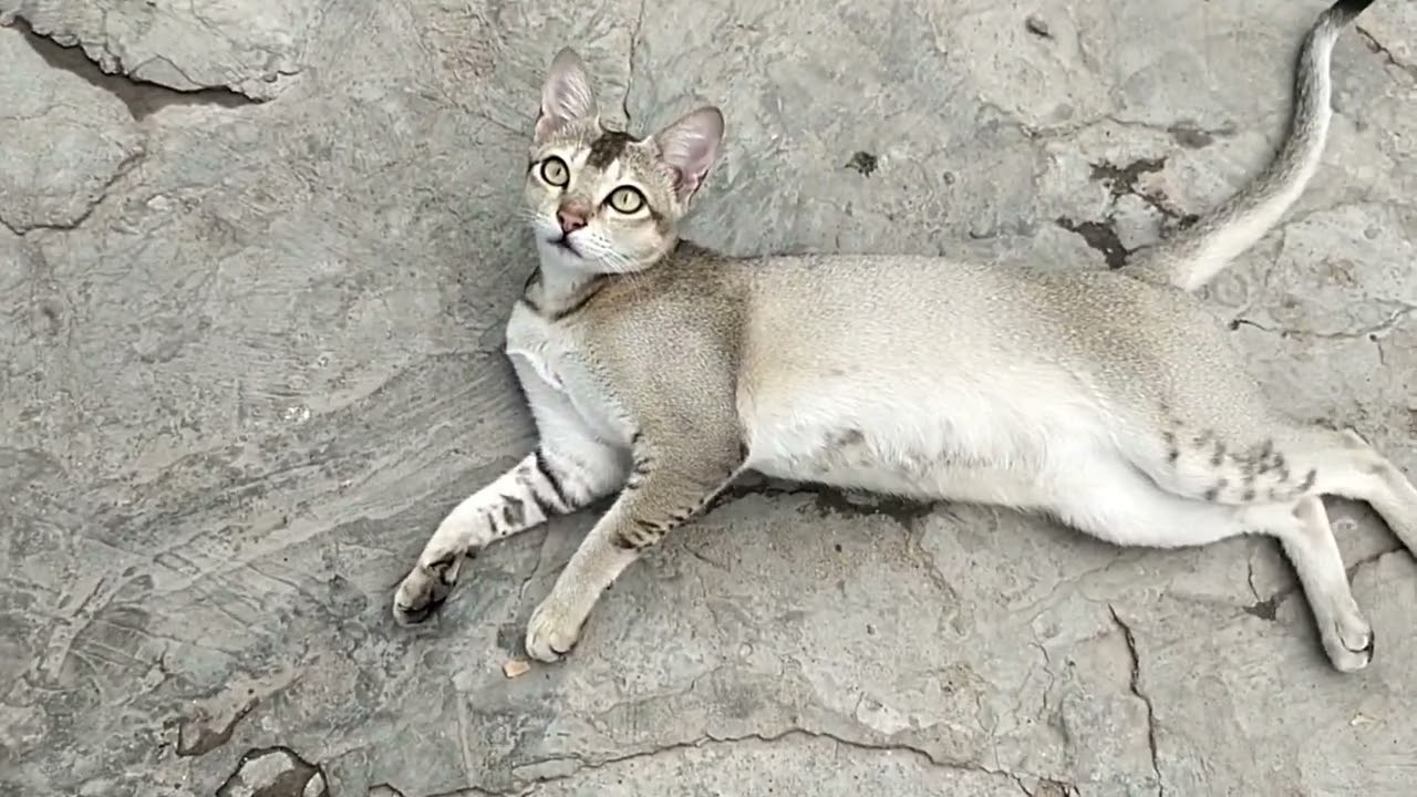 Cat New Videos ll Baby Kitten ll Kitty Cat 