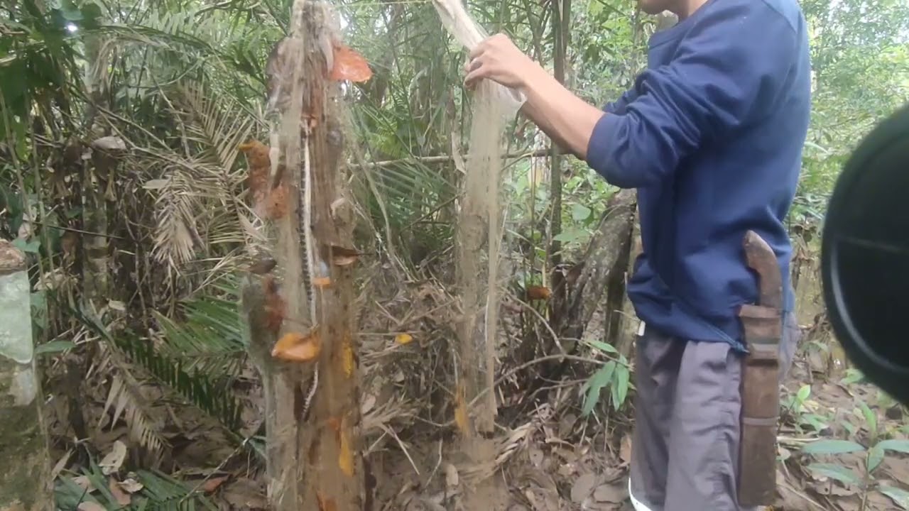Jackpot kecil di jaring ikan