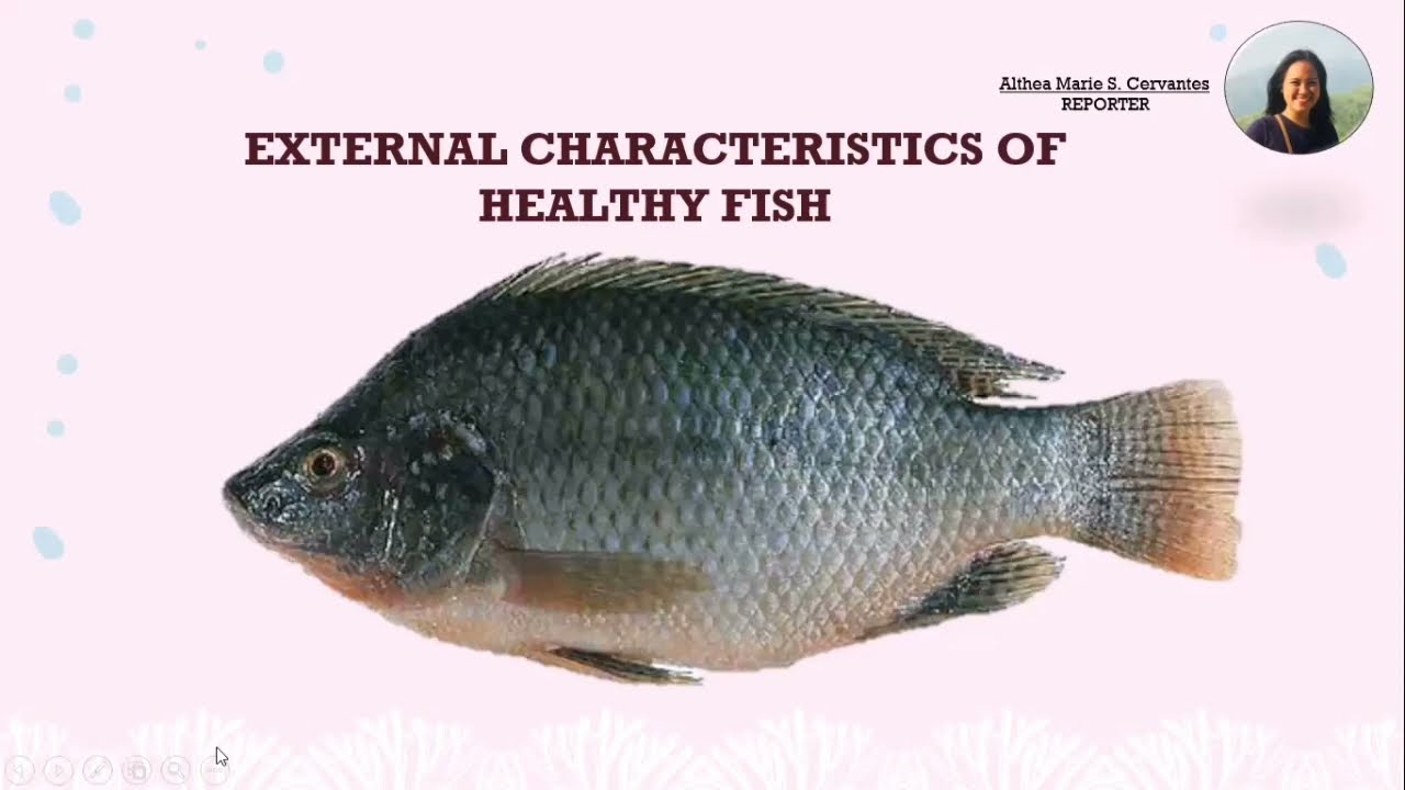 AQUA | Characteristics of Healthy Fish | 2022-2023