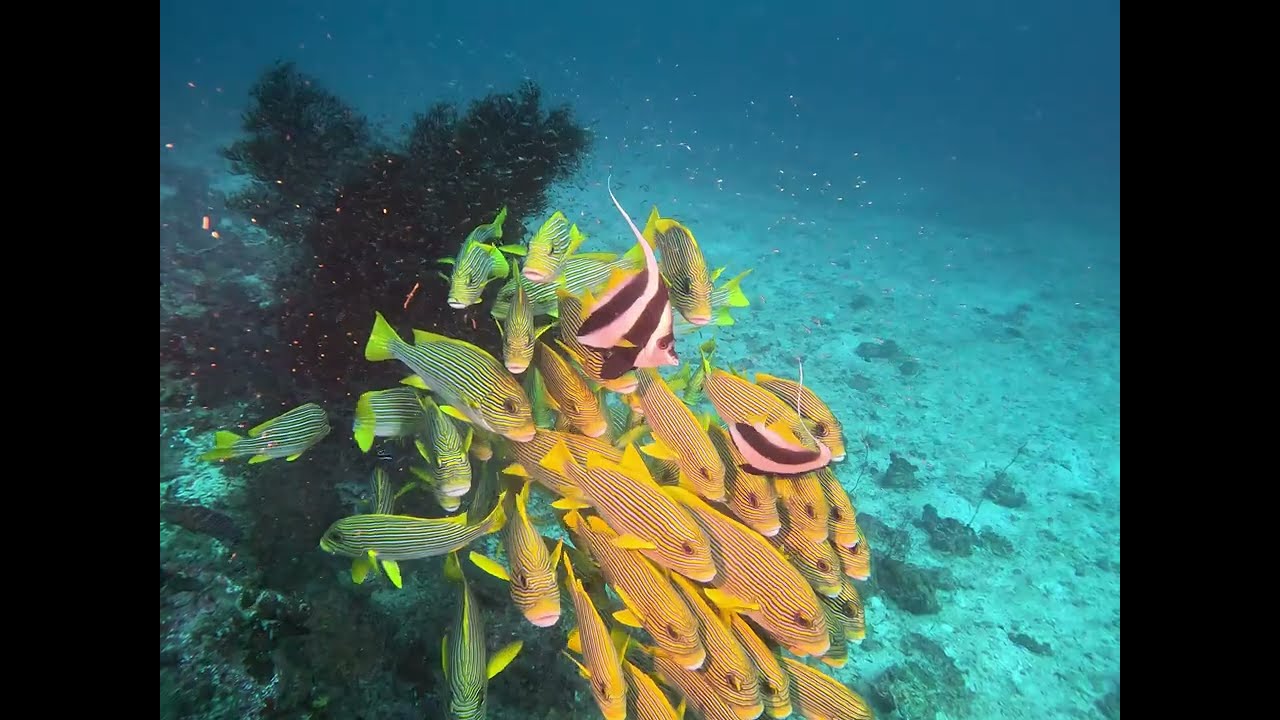 Highlights of diving trip to Raja Ampat May 2025