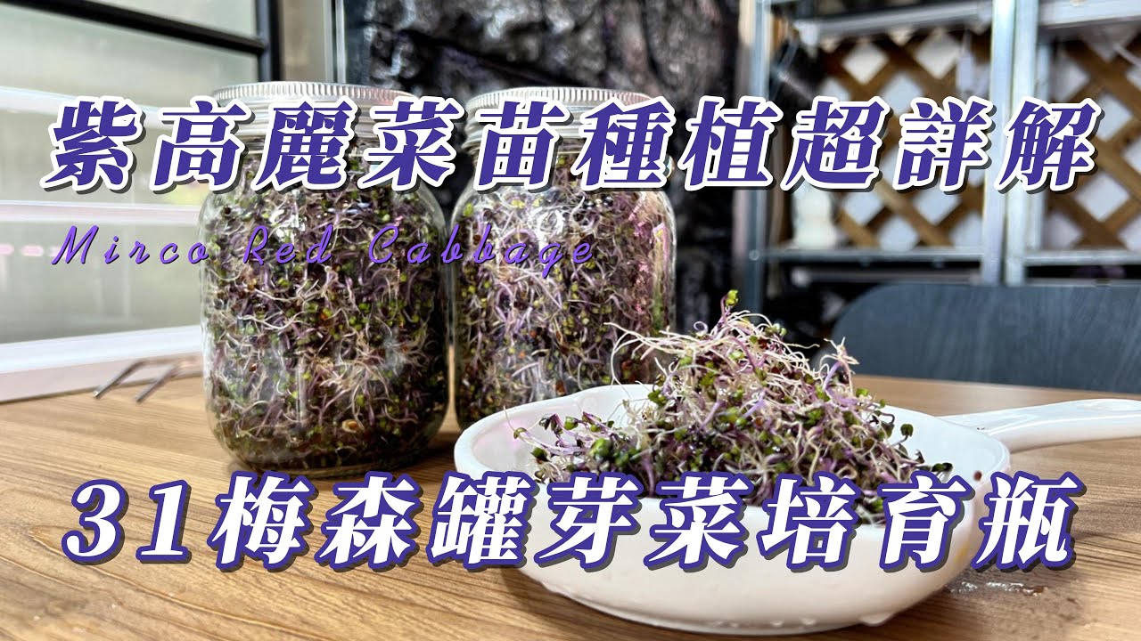 紫高麗菜苗種植超詳解 - 31梅森罐芽菜培育瓶