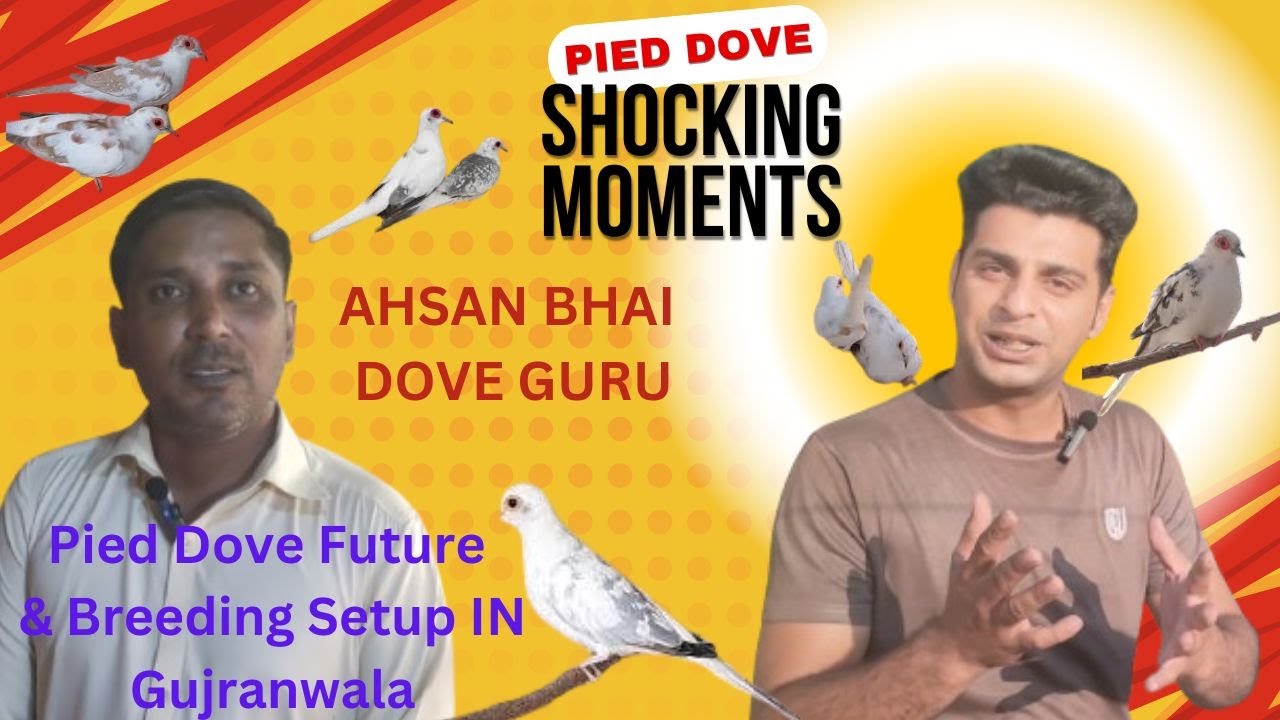 AHSAN BHAI PIED DOVE SETUP