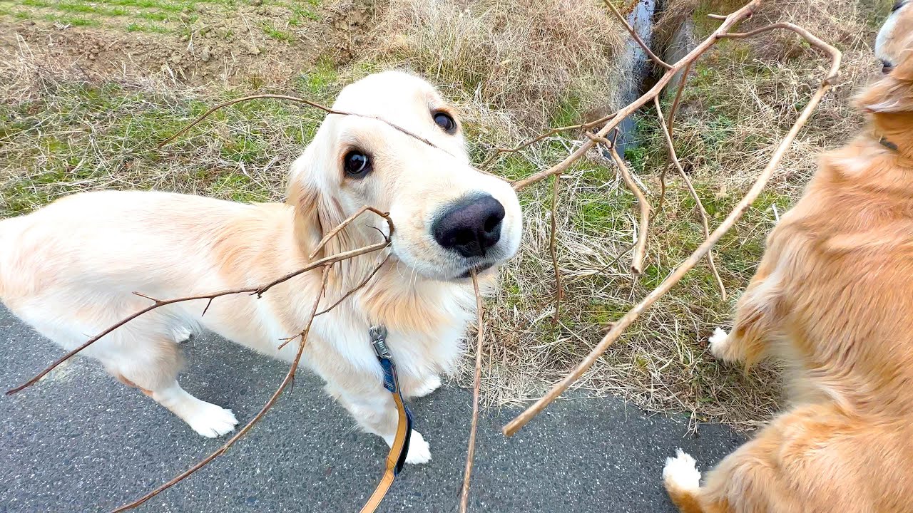身の丈を超えた枝を持って帰ろうとする愛犬が可愛すぎるｗ
