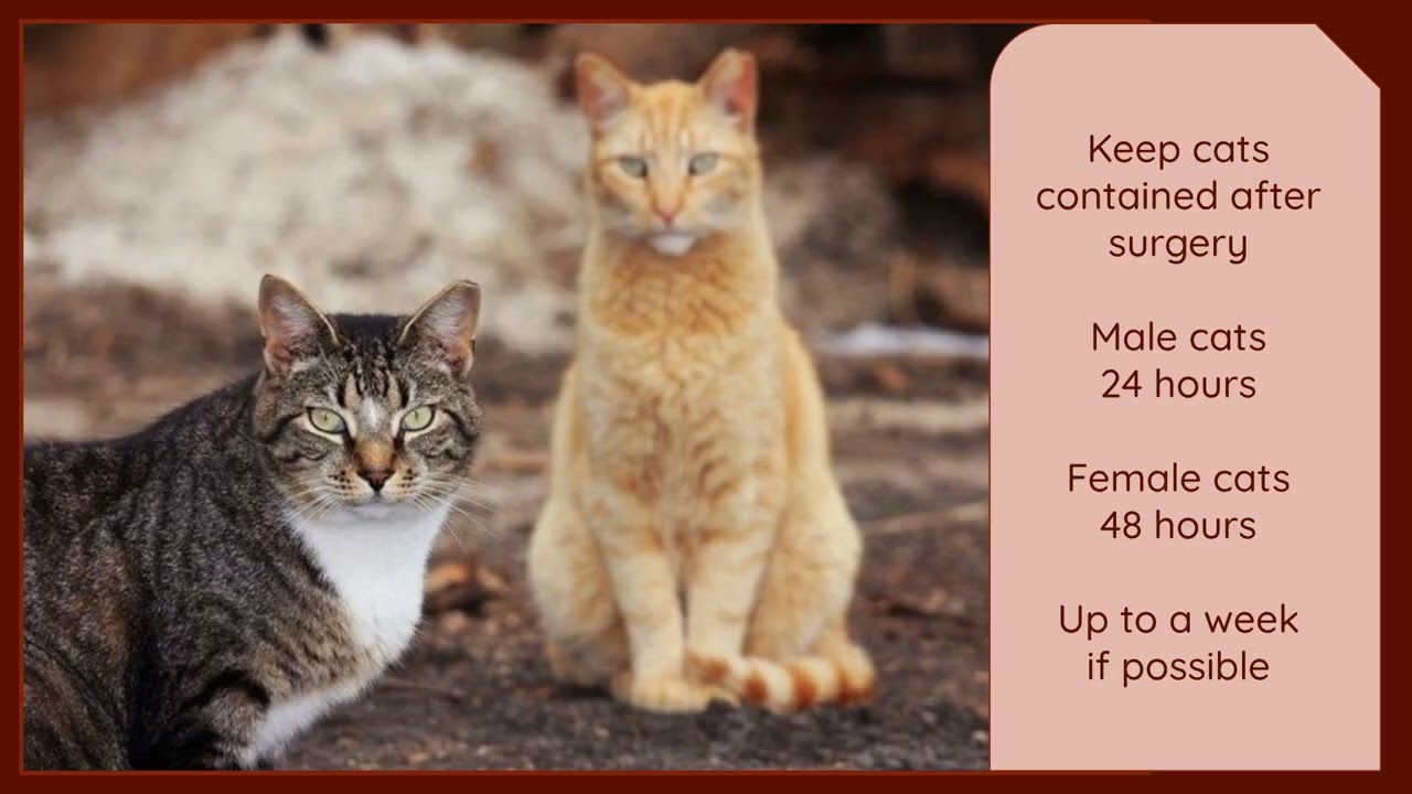 Community or Feral Cat Go Home Instructions (vrs 3.4.2025)