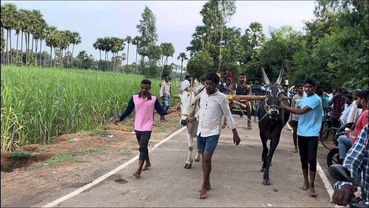 26/8/24 Chukkapalli Bull race 1st prize winner 🏆🐂🏆 4.09.24 @Kothuru Murugurthi Shankar Bulls