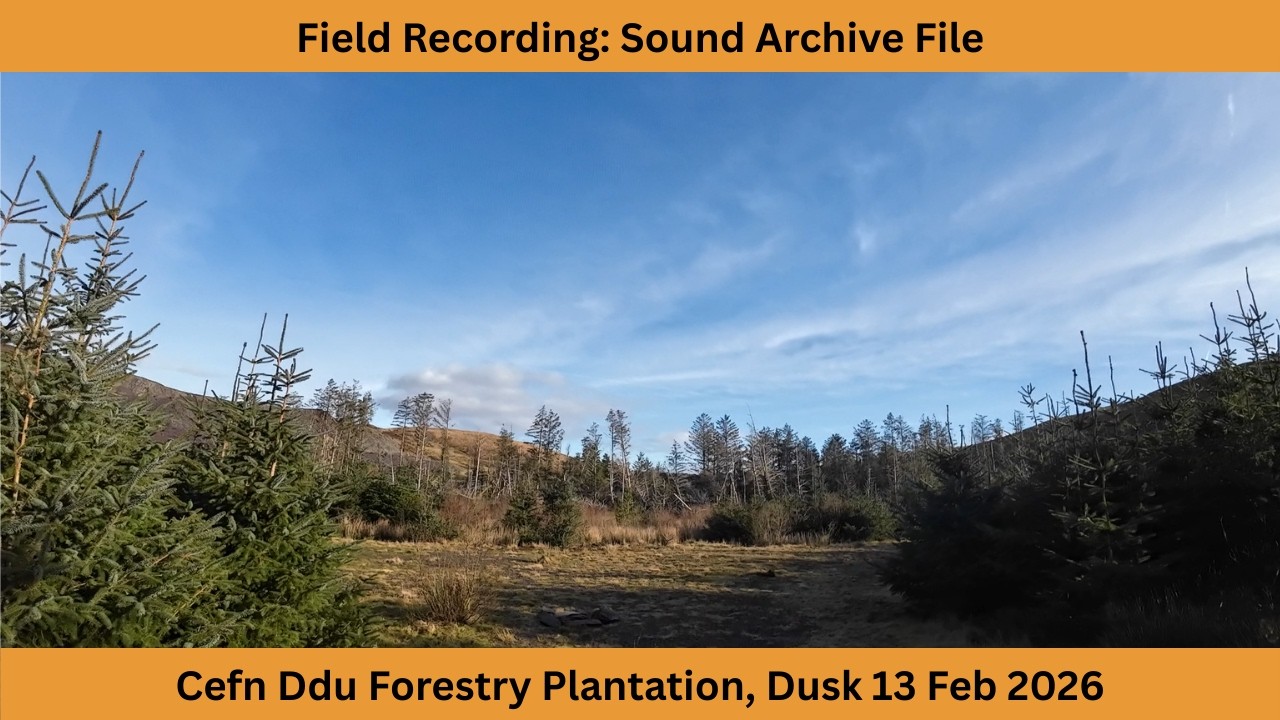 Cefn Ddu Forestry Plantation Bird Survey Dusk 13 Feb 2026 | Sound Archive File