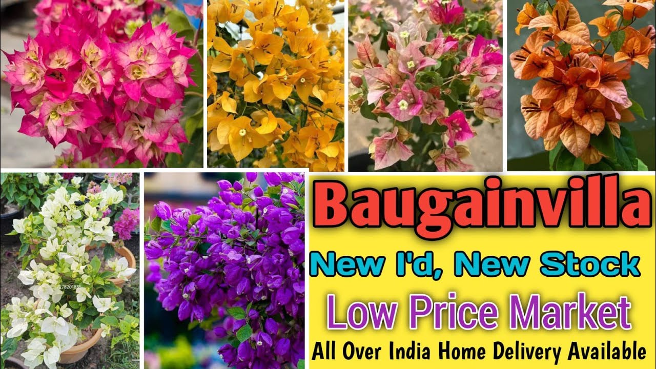 BONSAI BOUGAINVILLA PLANTS..LOW PRICE ALL INDIA HOME DELIVERY.#bougainvilla #flowers #bonsai 
