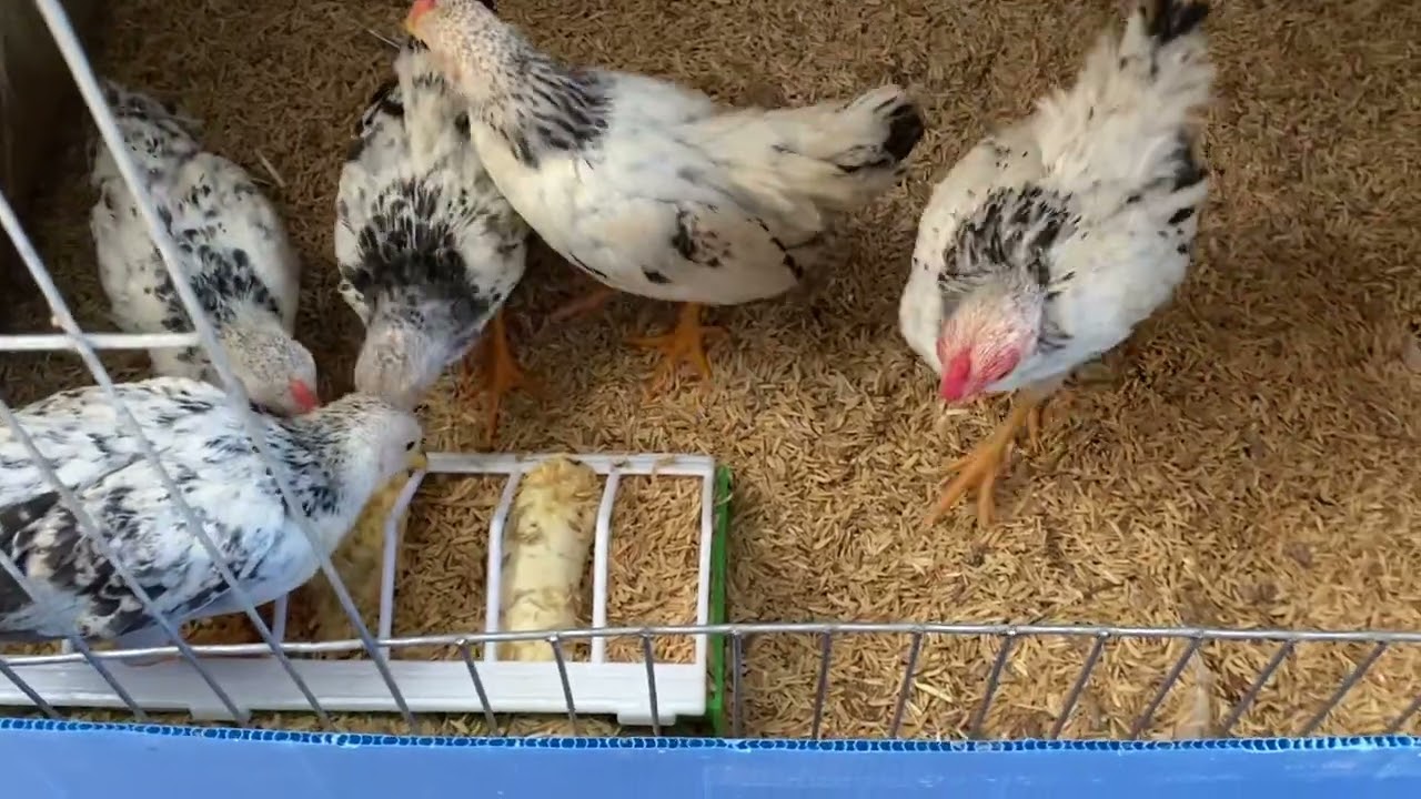 Dinh dưỡng đầy đủ cho những chú gà tre bắc tít hệ nuôi nhốt trong chuồng và lồng chuyên dụng.