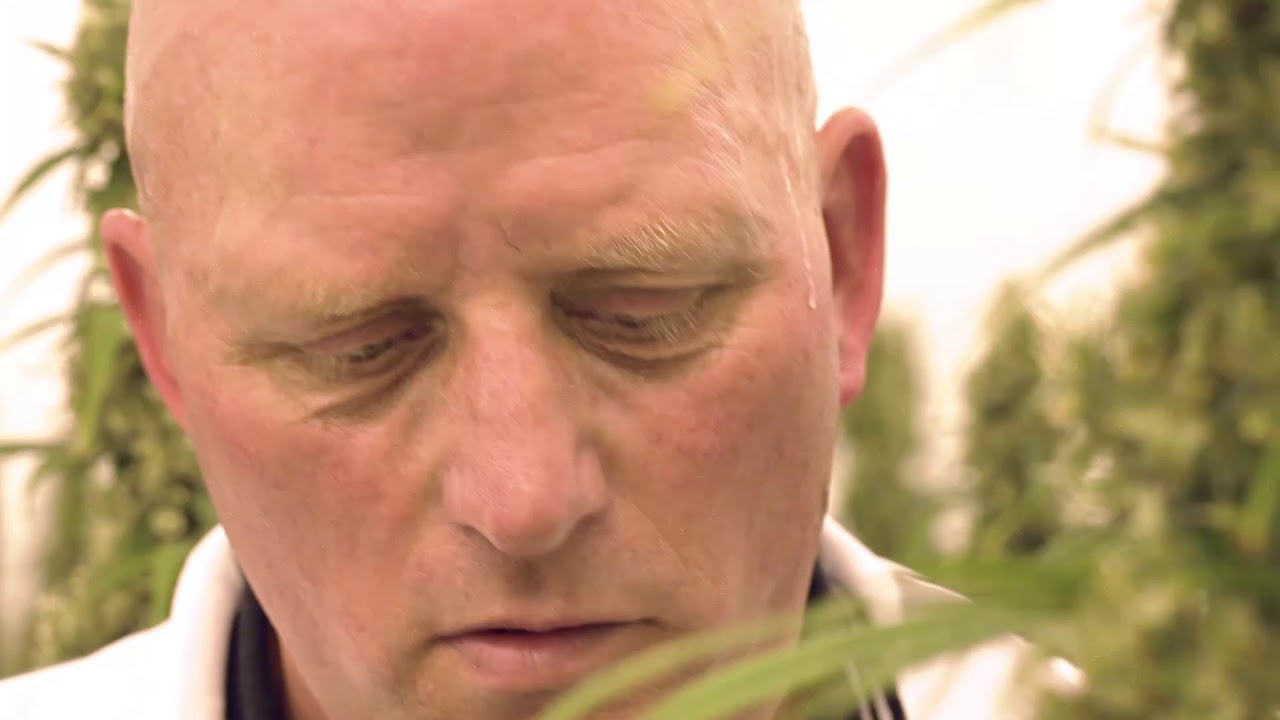 10 Years Dutch Medical Cannabis