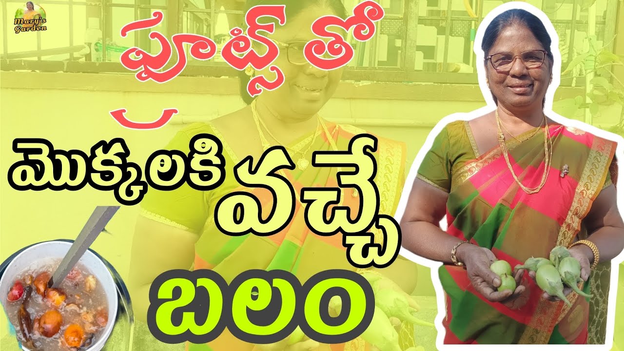 మొక్కలకి అసలైన బలం వీటిలోనే ఉంటుంది | Mary Terrace Garden 🏡| subscribe|