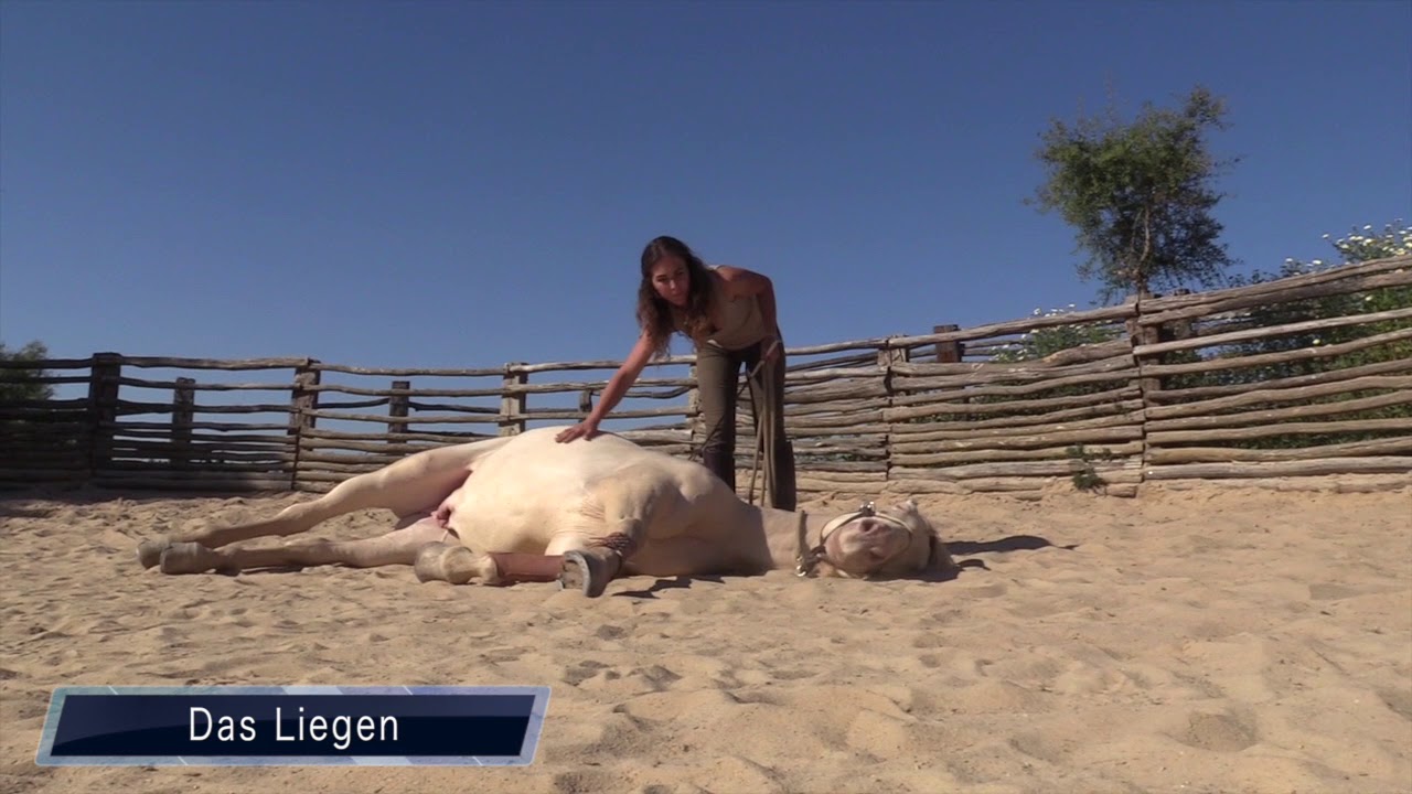 Zirzensik lernen im Online Videoseminar - Endlich Schluss mit langweiligem Pferdetraining