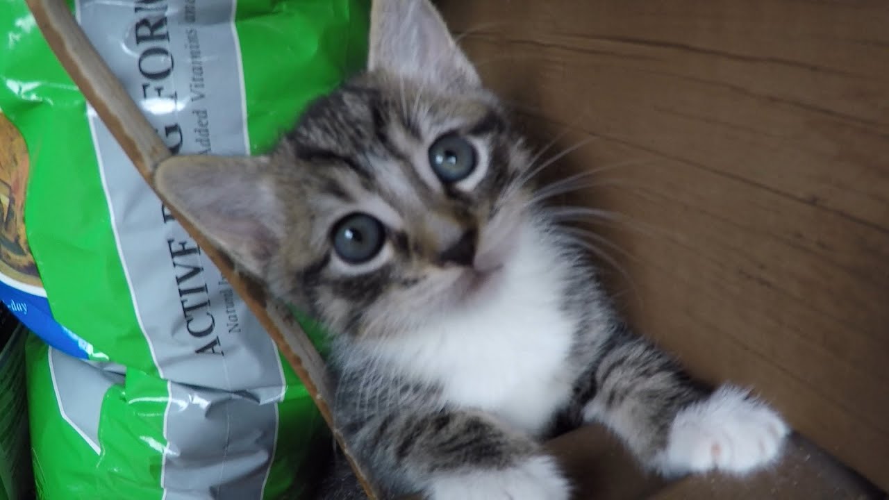 Melo's Kittens @ 5 & 6 Weeks