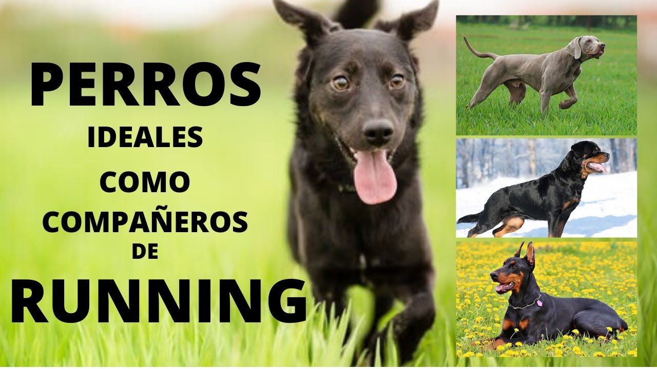 PERROS IDEALES COMO COMPAÑEROS DE RUNNING