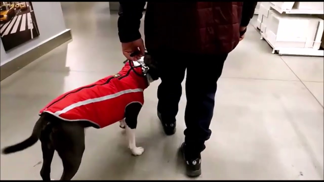 RECUPERO COMPORTAMENTALE AMSTAFF!