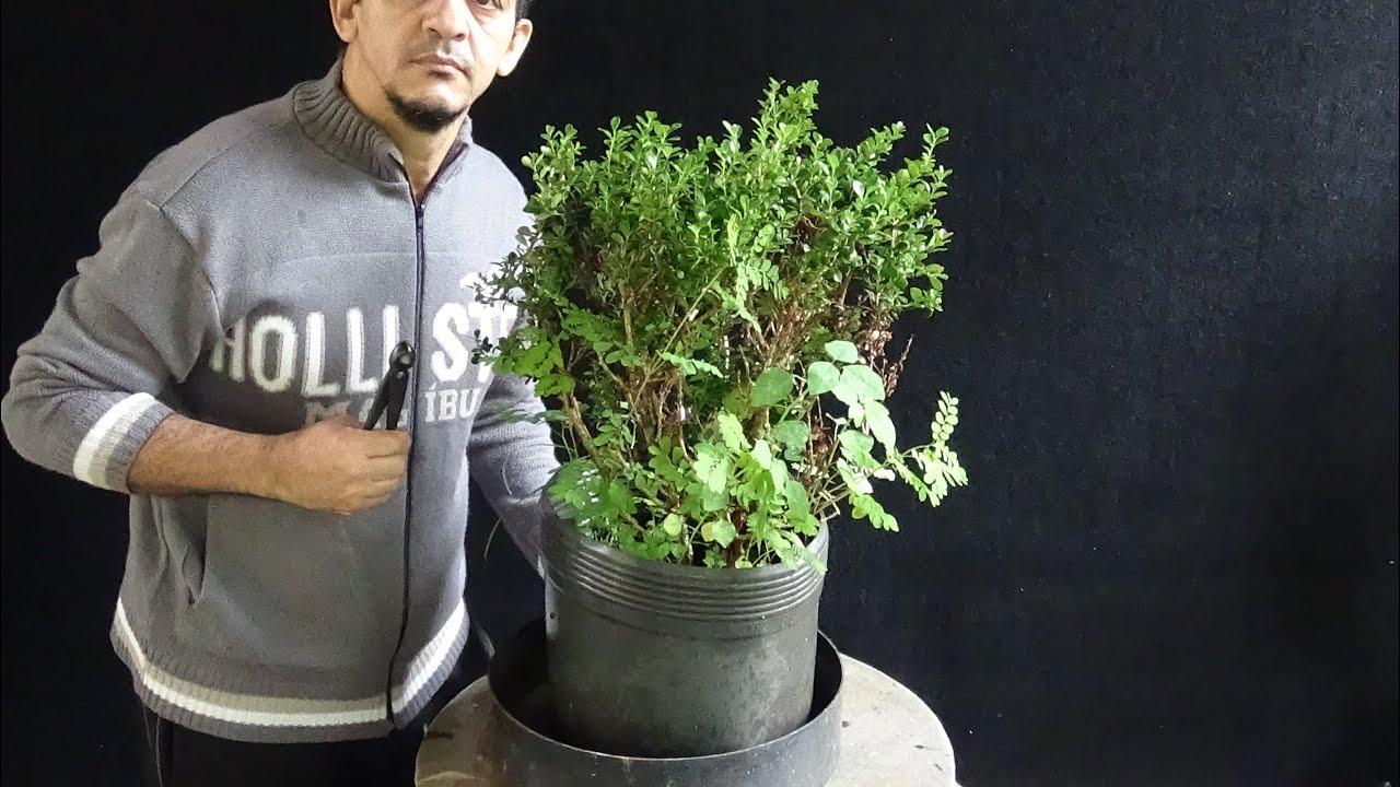 Николас (Buxus sempervirens) видео 1