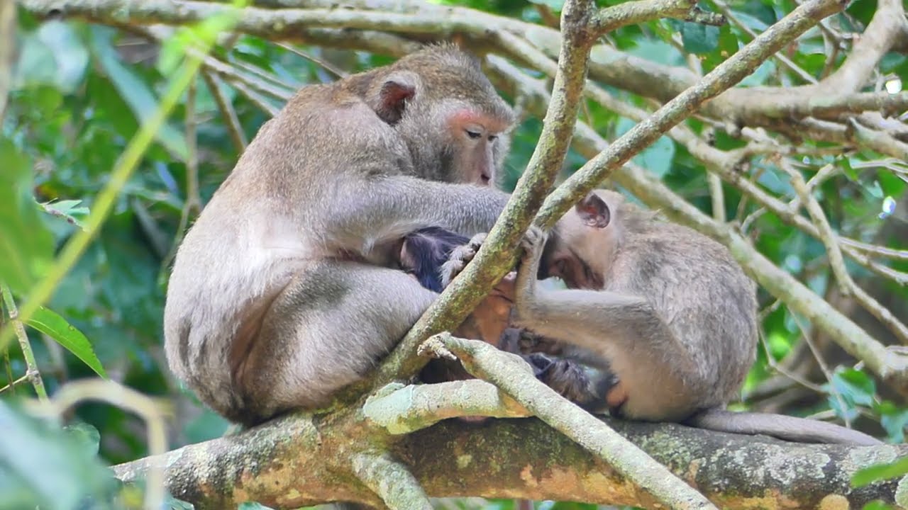 Wow ! never seen Gladis monkey grooming her baby bother of new member baby breastfeeding on tree.,