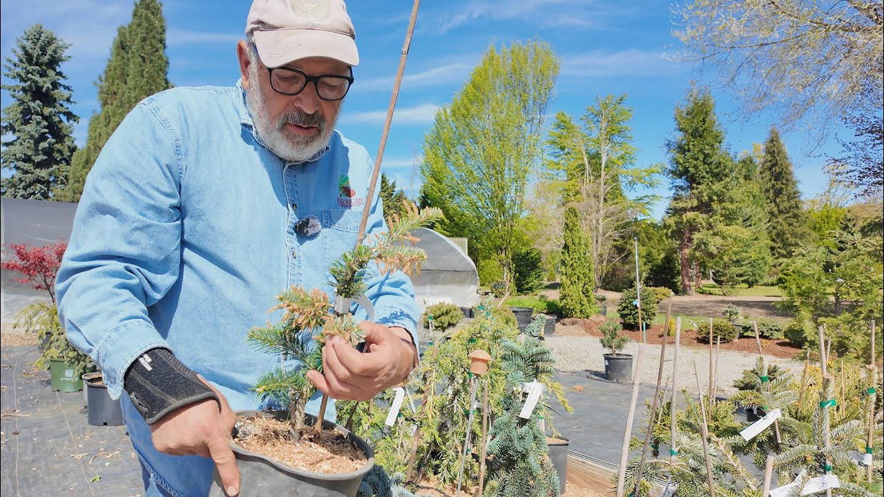 All About Firs – Including Spanish Firs, Korean Firs and more!