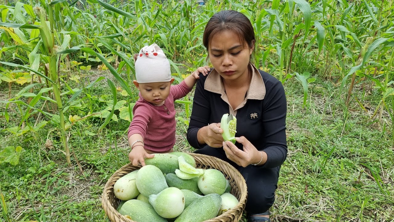 Harvest melons at the end of the season to sell. My daily work