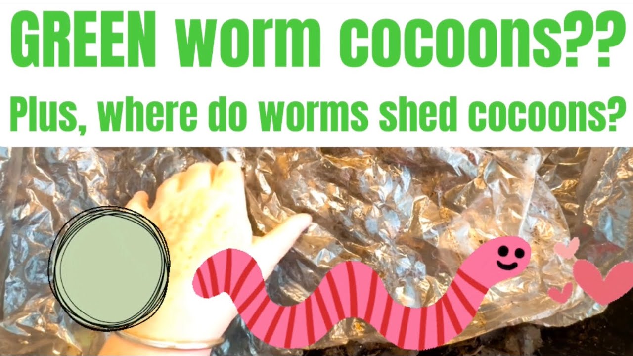 Are these GREEN worm cocoons? Plus, where do worms shed cocoons? ￼
