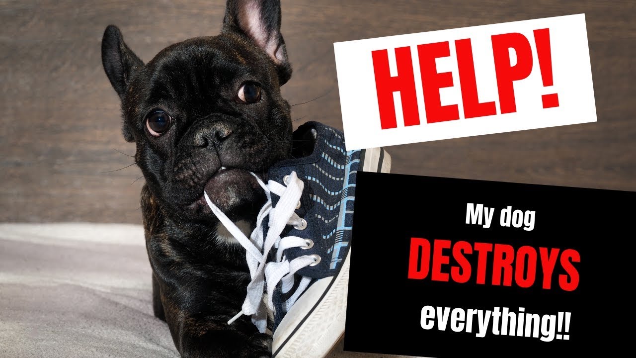 HELP! My puppy is DESTROYING EVERYTHING!