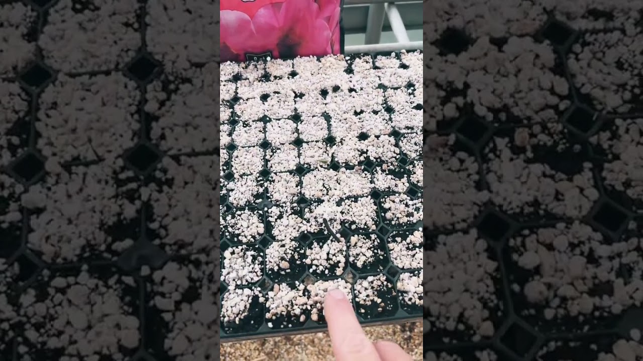 Why We Cover Seeds With PERLITE! 