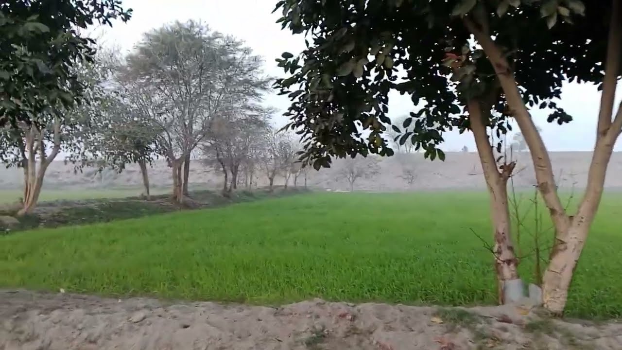 Hary bhary khait (lush Green fields)
