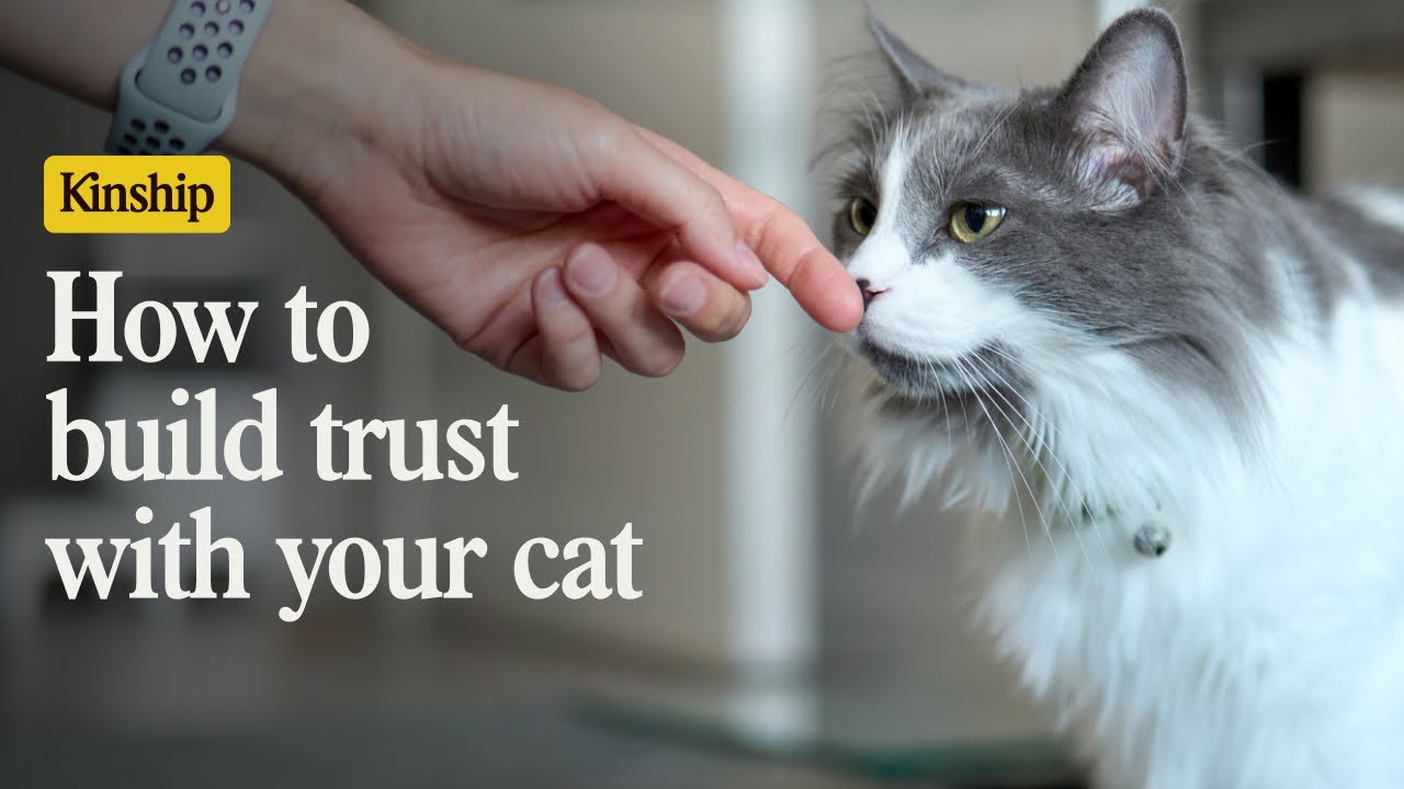 7 Easy Ways To Earn Your Cat's Trust (and Keep It!)
