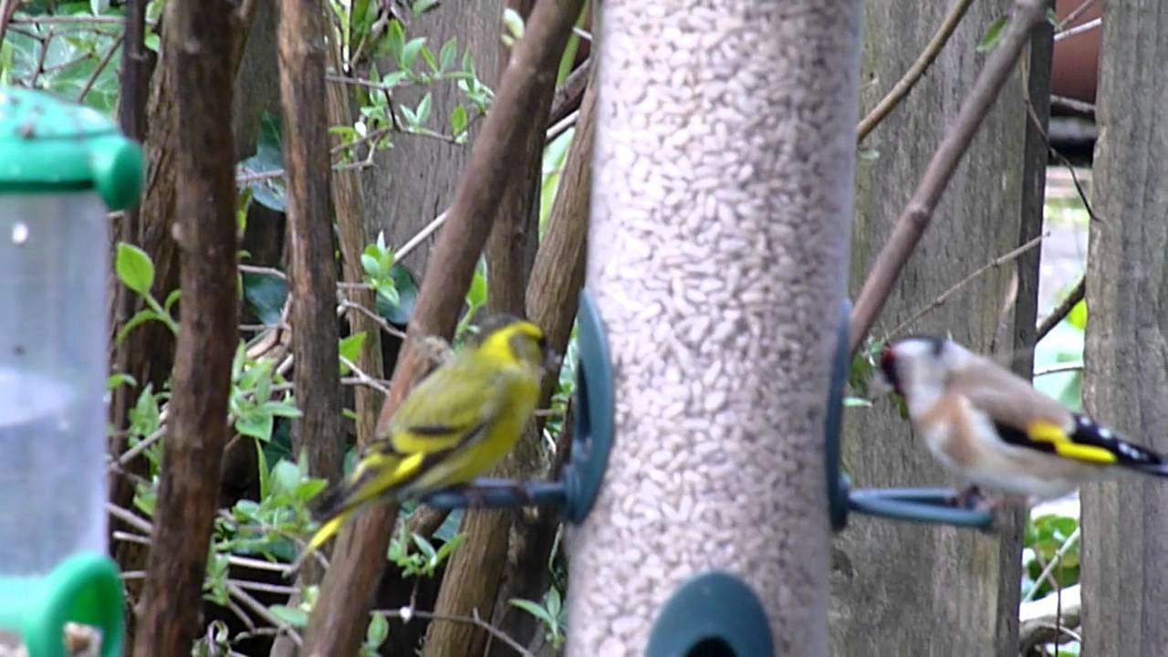 Birds feeding in our garden - Siskin, Goldfinch and Chaffinch