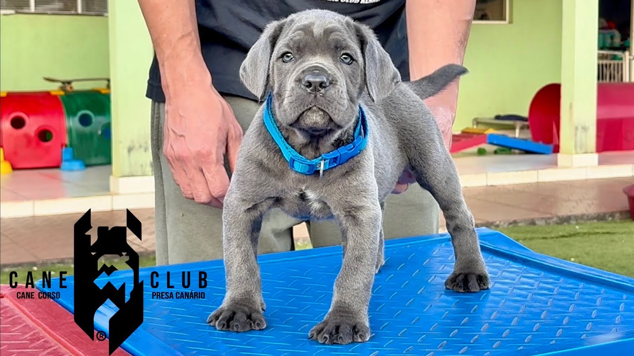 HALK - MACHO CINZA DE CANE CORSO
