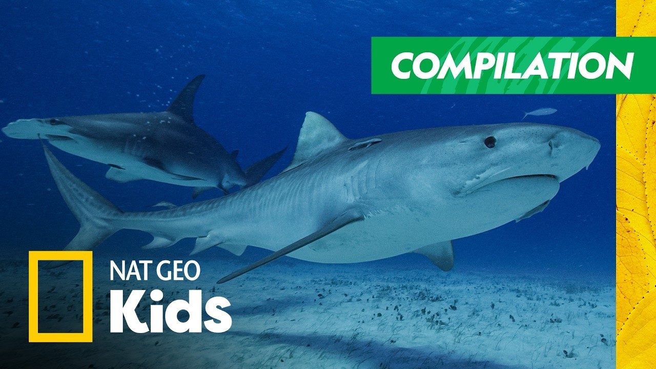 Sharks Found Where?! | Full Episode Compilation | SHARKFEST 🦈 | Nat Geo Kids