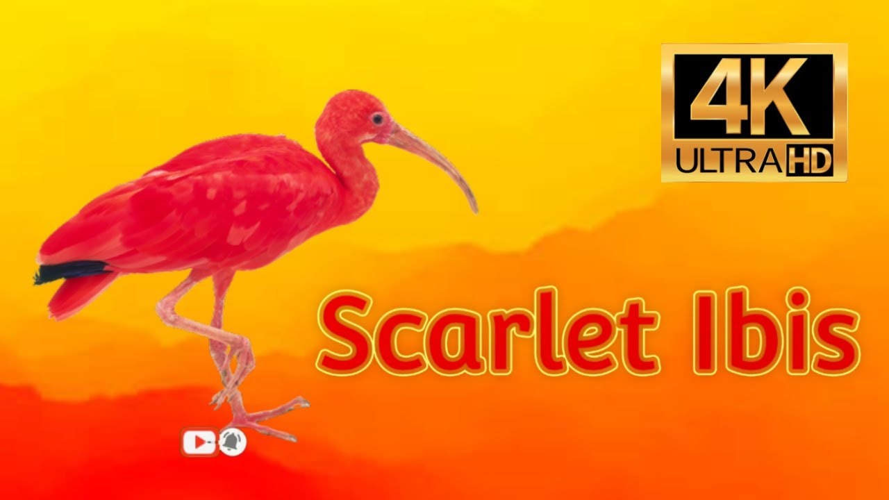 Scarlet Ibis - World of Birds 4K