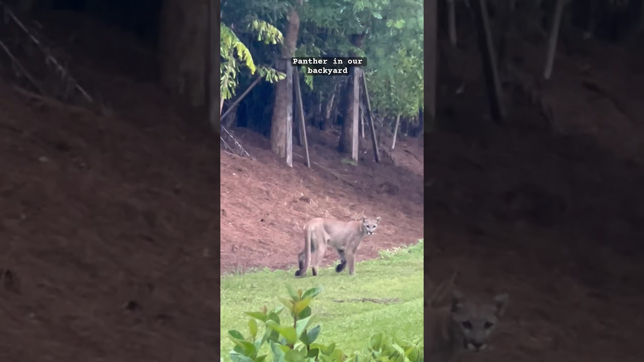 This is the Florida panther .🐆 actually the first time I see one in the wild &hellip; #panthers #wildlife