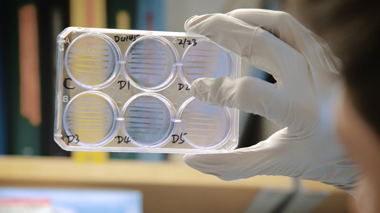 UF Biomedical Sciences Concentration: Cancer Biology